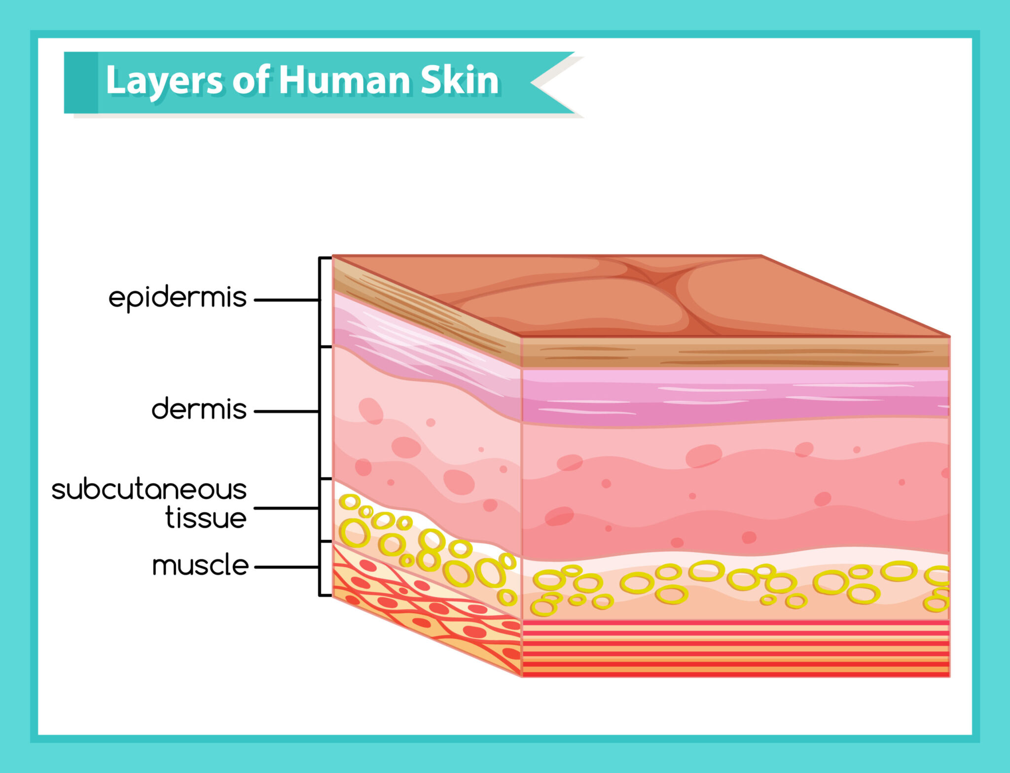 Scientific medical illustration of human skin layers